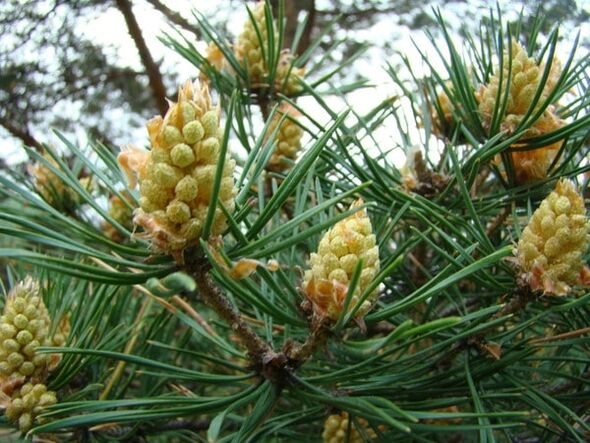 Pin dans la lutte contre l'ostéochondrose cervicale